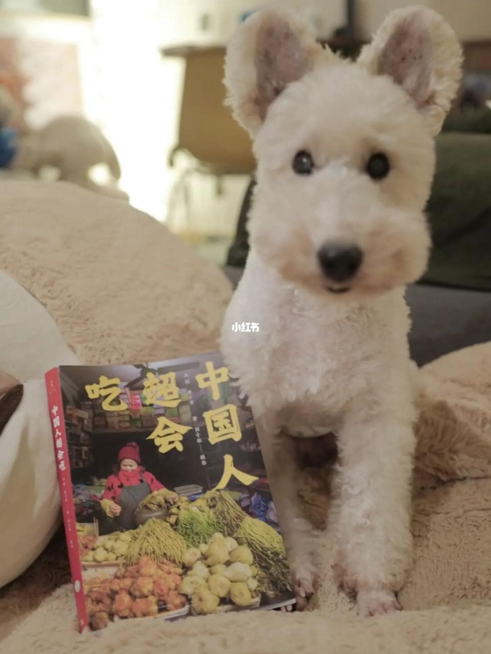 龙狗在一起谁克谁，龙和狗结婚能过到老吗