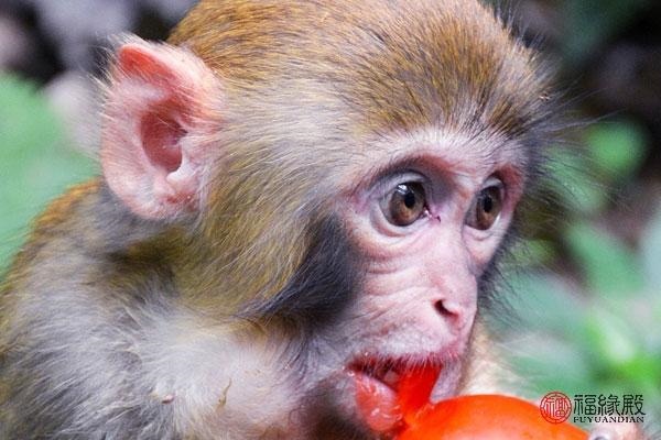 属猴男的禁忌婚配，属猴名字禁忌