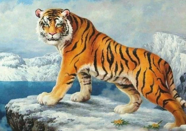 属虎跟属蛇的合财吗,属虎的跟什么属相合财