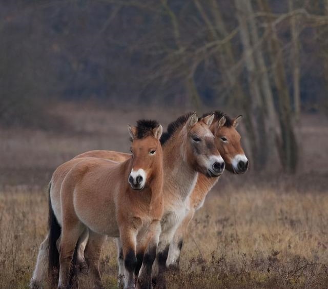 马的声音是怎么叫的，马的叫声字怎么写