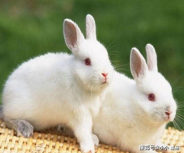 农历12月的兔子命怎么样，1987年7月兔子命好不好