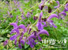 丹参的功效与作用的功能与主治，丹参泡水的副作用太大了