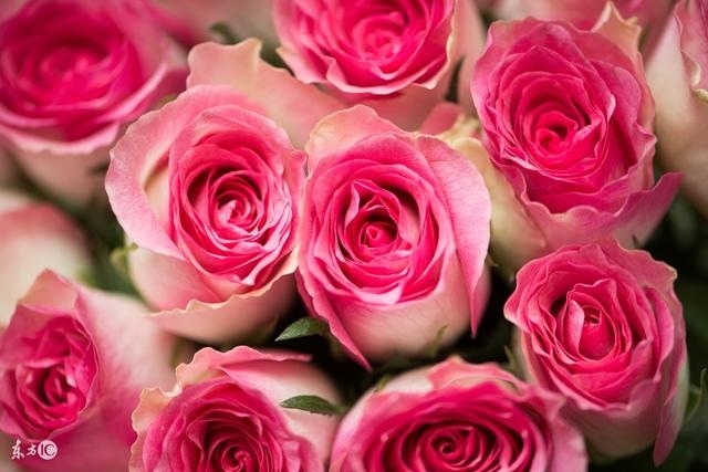 属猴哪年有添丁命，2022 年绝对会添丁的生肖