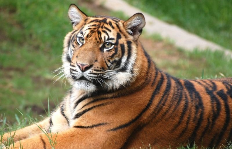 属虎的和属龙的合不合,属龙和属虎做朋友合适吗