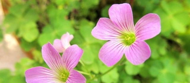 022年虎女宝宝的名字带梓,2022年几月出生的虎宝宝更好"