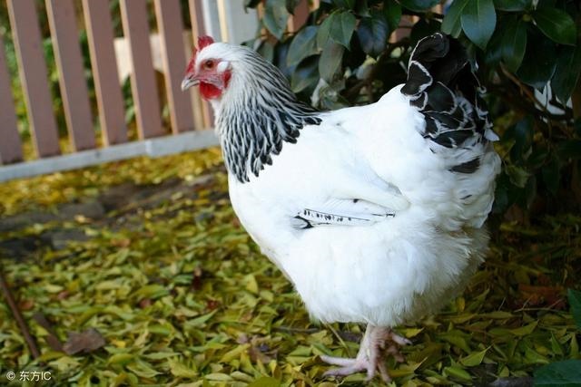 属鸡和什么属相最配婚姻，属马和什么属相最配