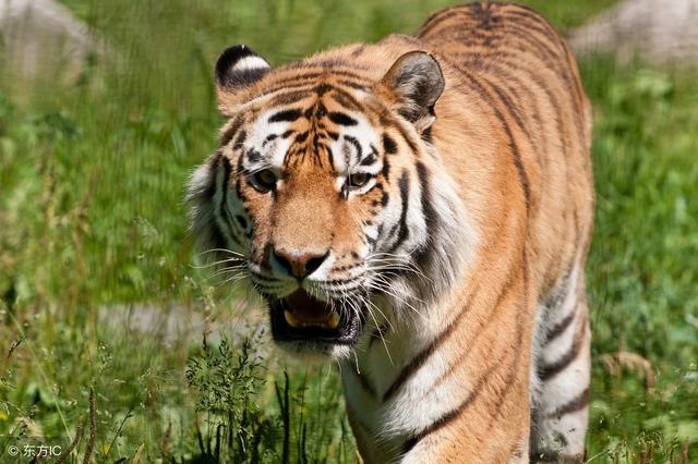 属狗今日运势偏财运，生肖狗2022年财运