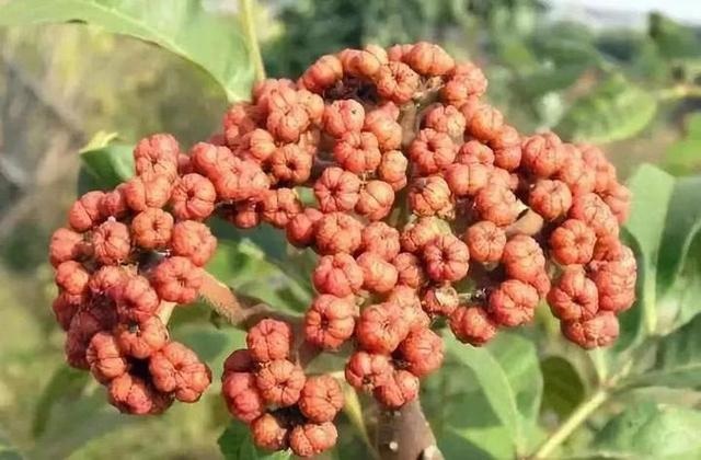 988年7月23日阴历是多少，农历7月28什么星座"