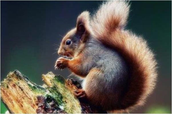 七二年属鼠人是什么命,1996年属鼠人什么命