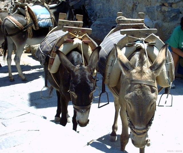 驴和马为什么会生出骡子，马和驴只能生骡子吗