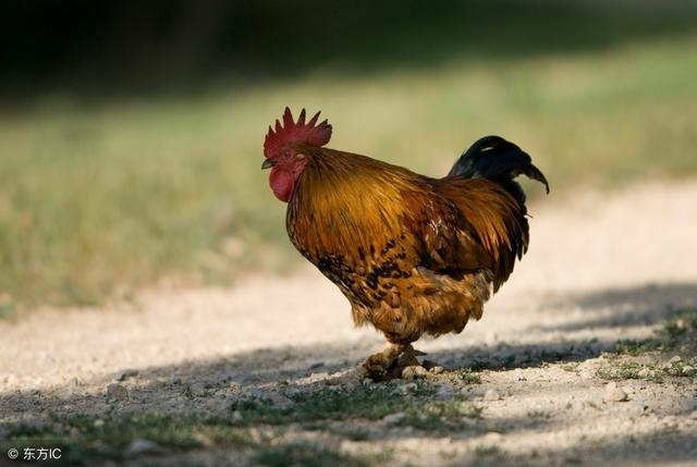 免费算命2022年运势属鸡，属鸡2022 年运势及运程