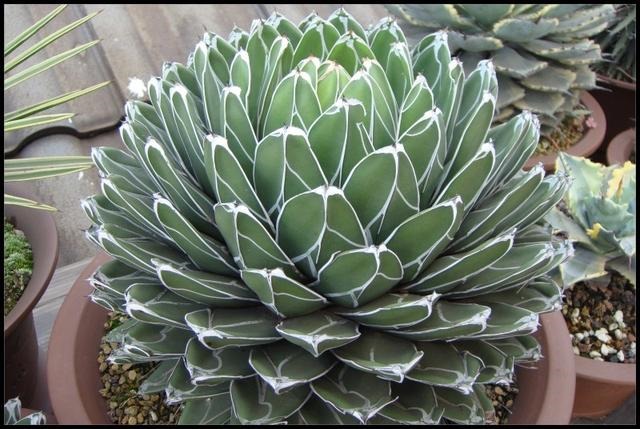 属龙家中养什么更好，几月的属龙不适合养狗