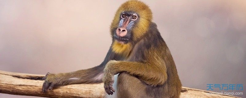 属猴女配什么最合适,80年属猴41岁有一灾