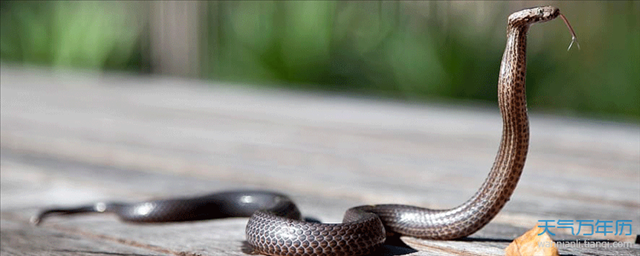 属蛇三月出生是什么命，1983年出生是什么命