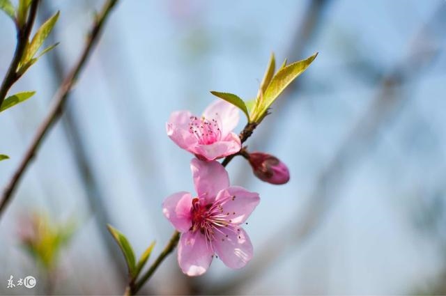 属猪在哪一年有偏财运，属猪的哪一年犯太岁