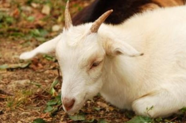 属羊人最富贵的出生日，属羊的2022 年有丧事