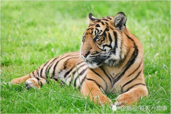 属虎人生于几月命更好，86年属虎女几月生儿子