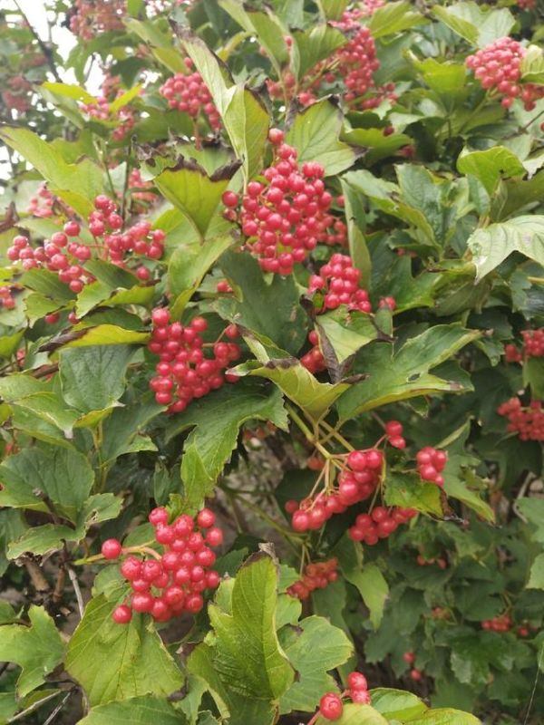 属蛇人9月的运势怎么样，农历9月属蛇人财运