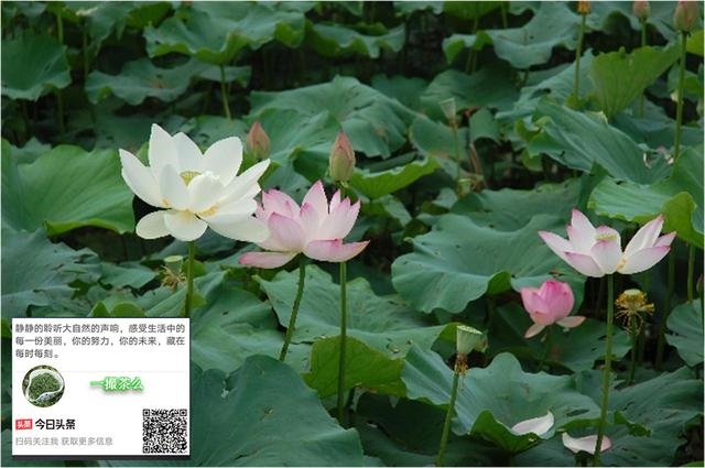 8年龙女一生三大劫怎样度过,属龙1976年四十以后命"