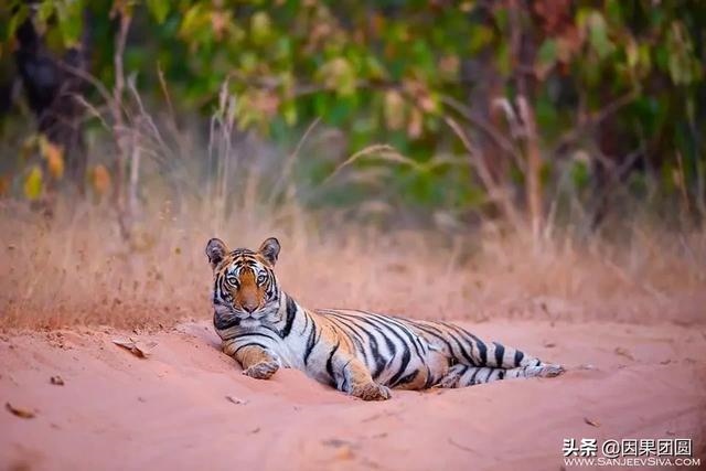 早上虎好还是晚上虎好，为什么说属虎女命硬