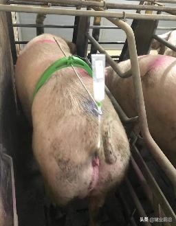 公猪和母猪如何配，女性人类动物马和人