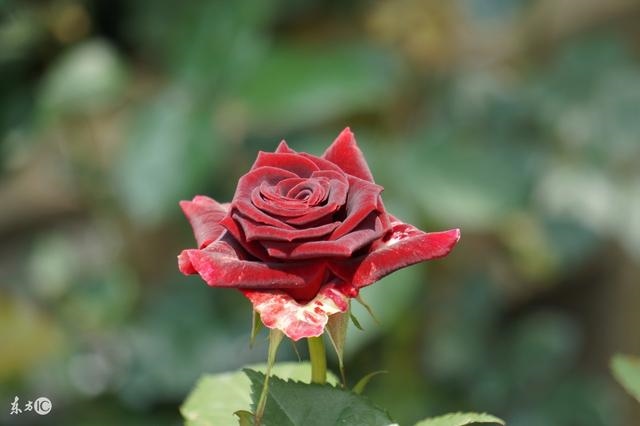 属蛇32岁财运怎么样，什么生肖最旺蛇