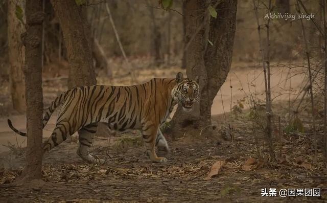 早上虎好还是晚上虎好，为什么说属虎女命硬
