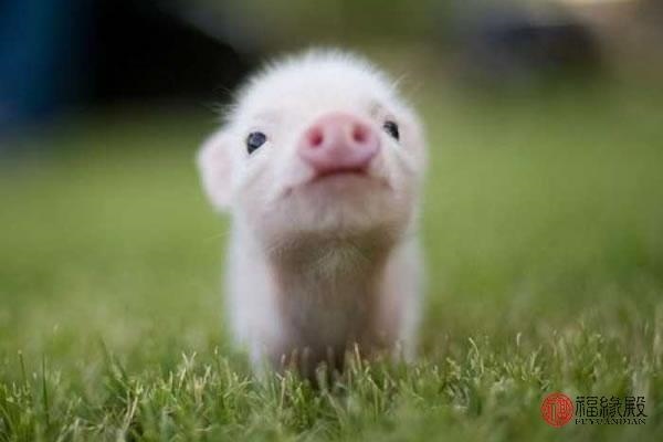 5年属猪2022年的婚姻运势，属猪2022年运势及运程"