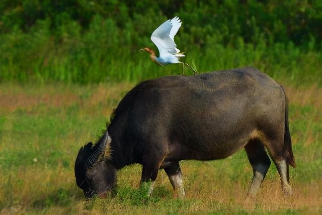 为什么蛇最配的是牛,蛇男牛女谁爱谁多