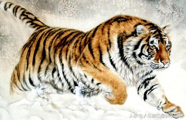 属虎男和什么属相最配，属虎男配什么属相女