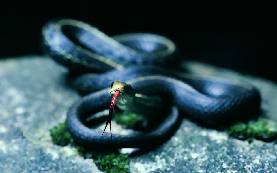 属蛇的33岁有一劫，生肖蛇有4大喜来临