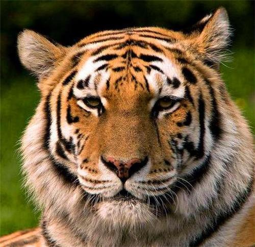 几点出生的虎最凶猛，属虎的女人几月会克夫