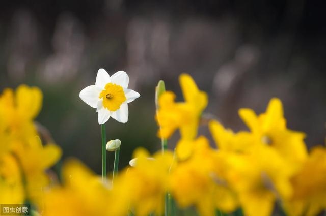 为什么四月的兔不好，属兔和什么属相最配