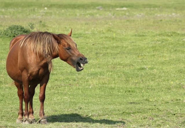 马和马怎么交流，马和驴为什么能生骡