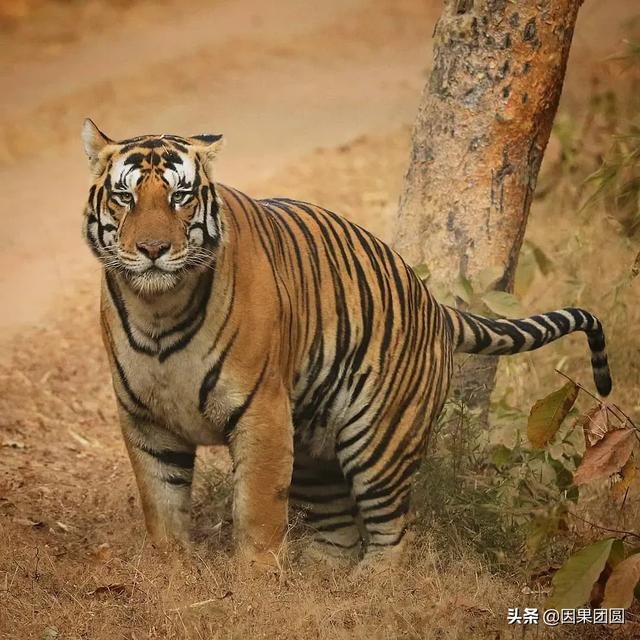 早上虎好还是晚上虎好，为什么说属虎女命硬