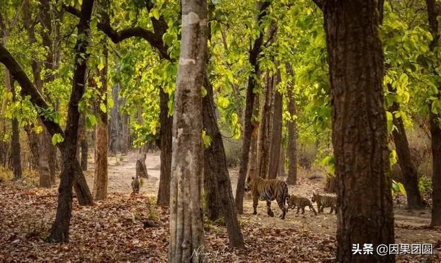 早上虎好还是晚上虎好，为什么说属虎女命硬