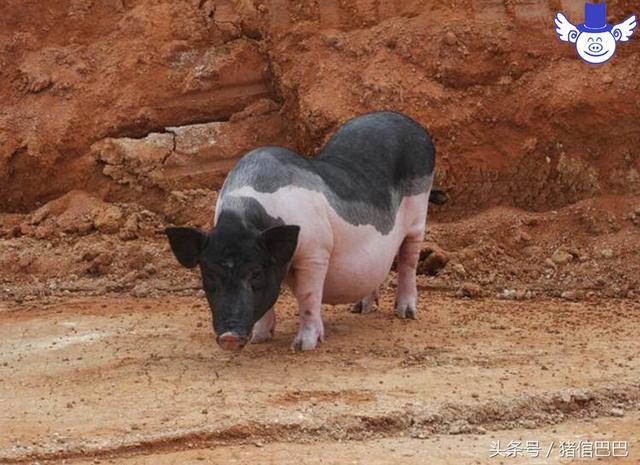 怀孕母猪吃食少什么原因，怀孕母猪食欲减退怎么回事