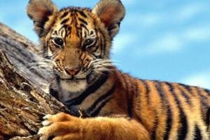 986年的虎今年运势怎么样，1974年属虎2022