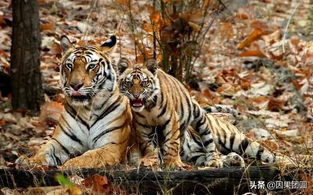 早上虎好还是晚上虎好，为什么说属虎女命硬