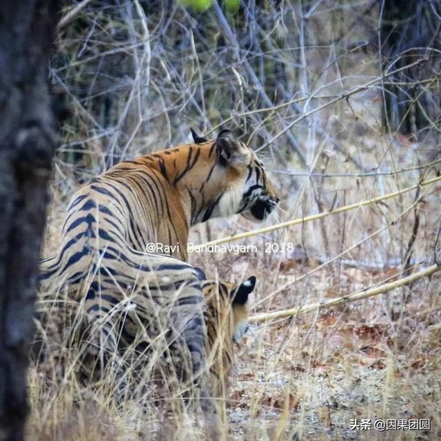早上虎好还是晚上虎好，为什么说属虎女命硬