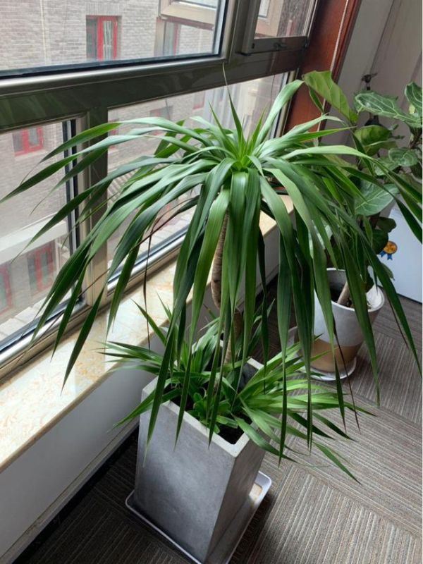 属龙家中养什么更好，几月的属龙不适合养狗