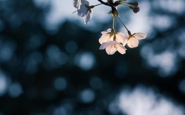 9年鸡下半年财运如何，2022