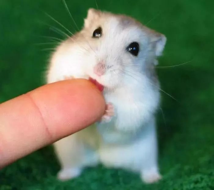 属鼠有哪几年出生,鼠年是什么年份出生的