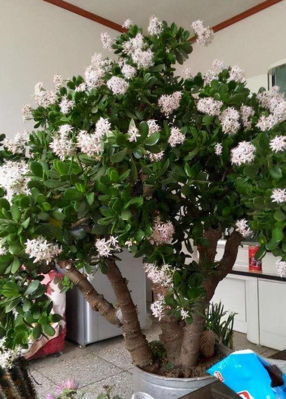 农历越老越有钱花越命好，农历吉日出生的女生有钱