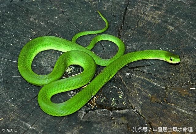 5猪和95猪合不合，93鸡95猪八字合不合"