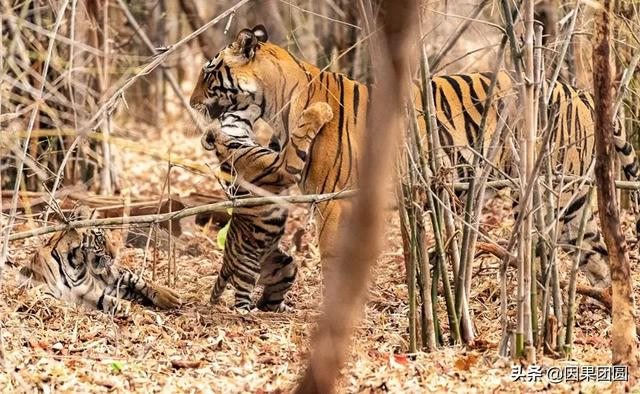 早上虎好还是晚上虎好，为什么说属虎女命硬