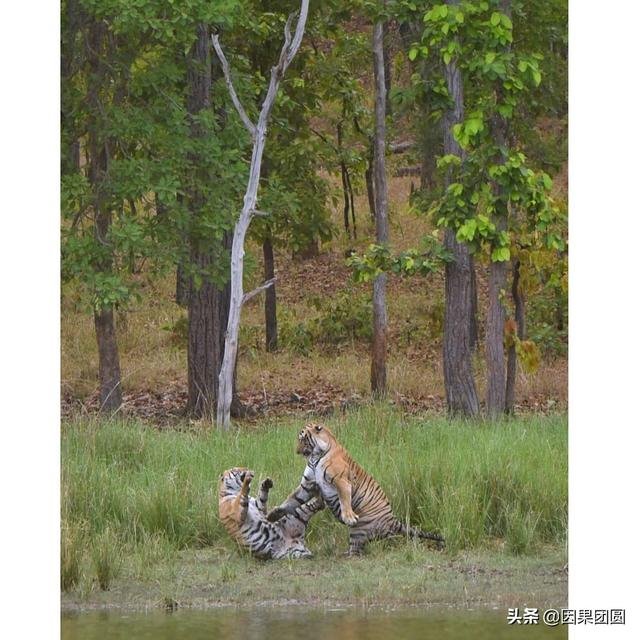 早上虎好还是晚上虎好，为什么说属虎女命硬