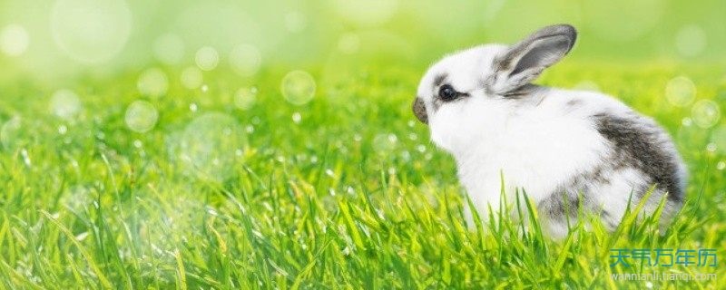 女兔的更佳婚配属相，99年兔女的更好婚配