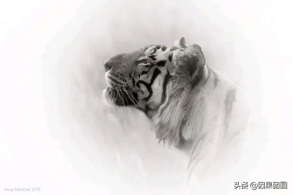 早上虎好还是晚上虎好，为什么说属虎女命硬