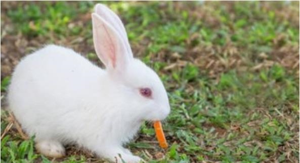 属兔今年多大年龄了,73年属兔今年多大岁了